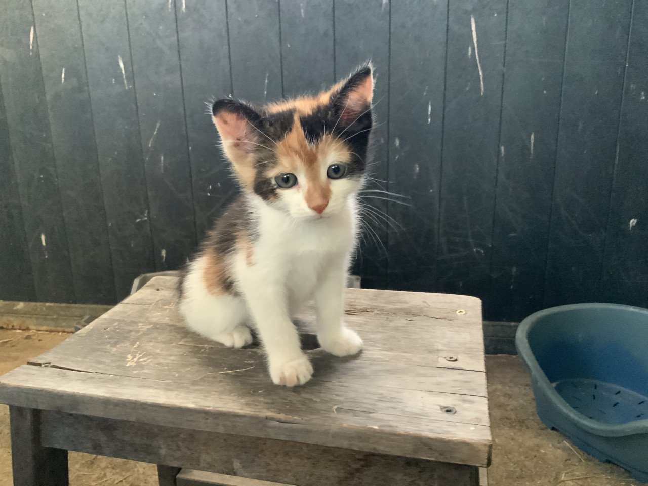 Kitten