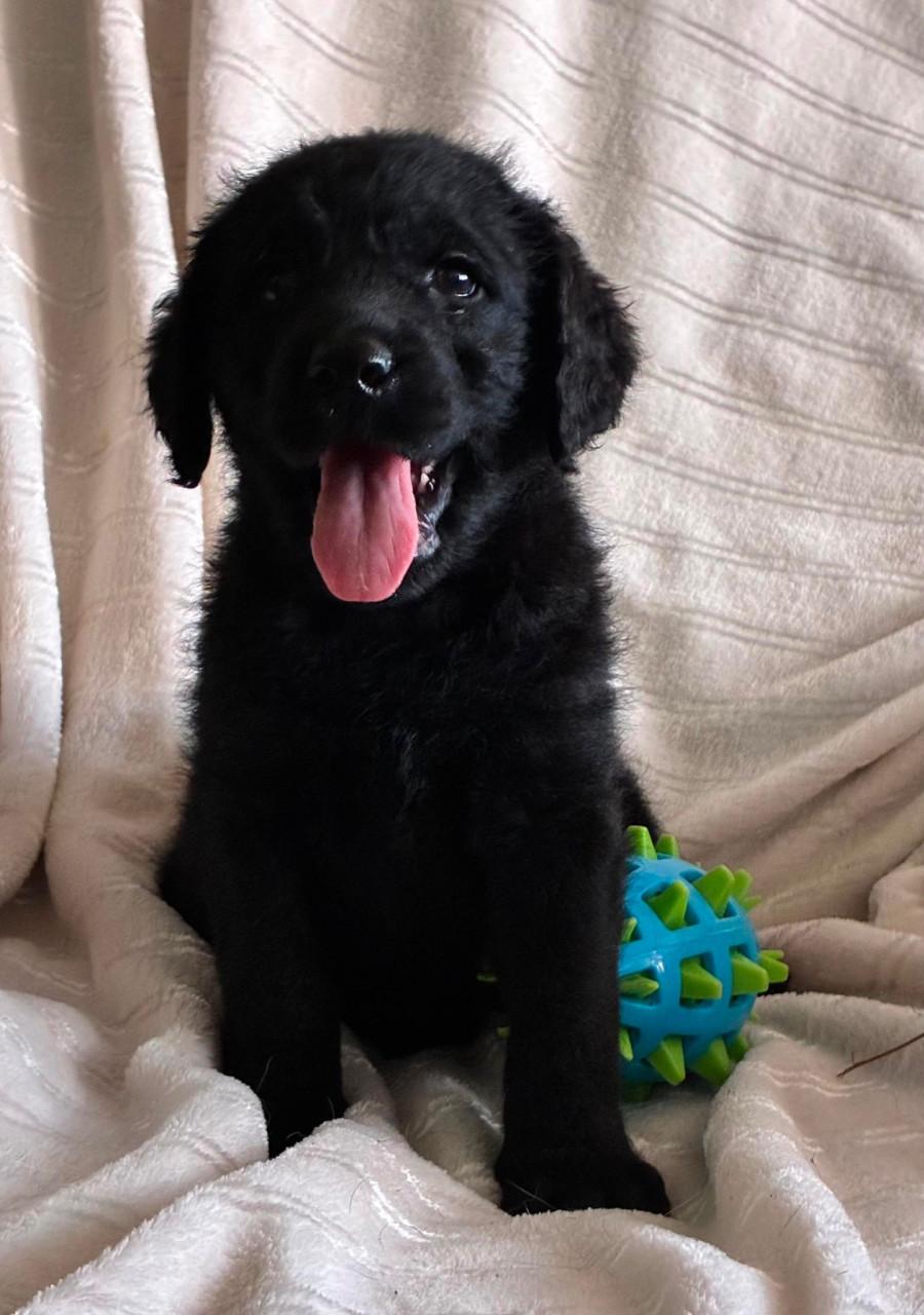 Labradoodle f1 pups beschikbaar