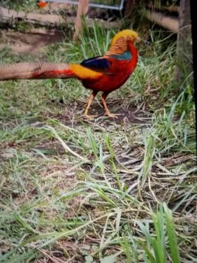 Koppel goudfazant en zilverfazant