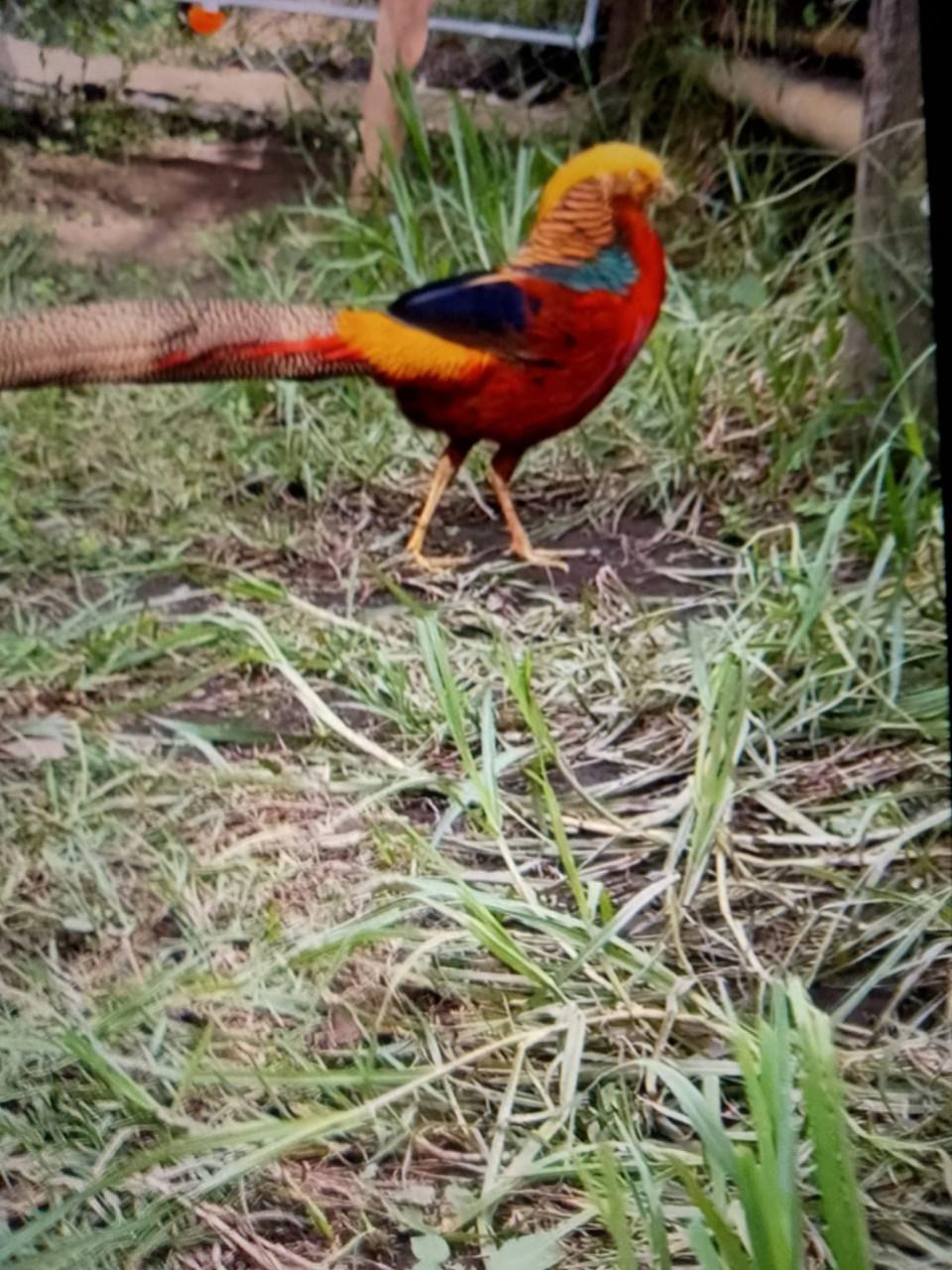 Koppel goudfazant en zilverfazant