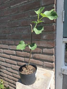 Diverse Jonge Vijgenboompjes