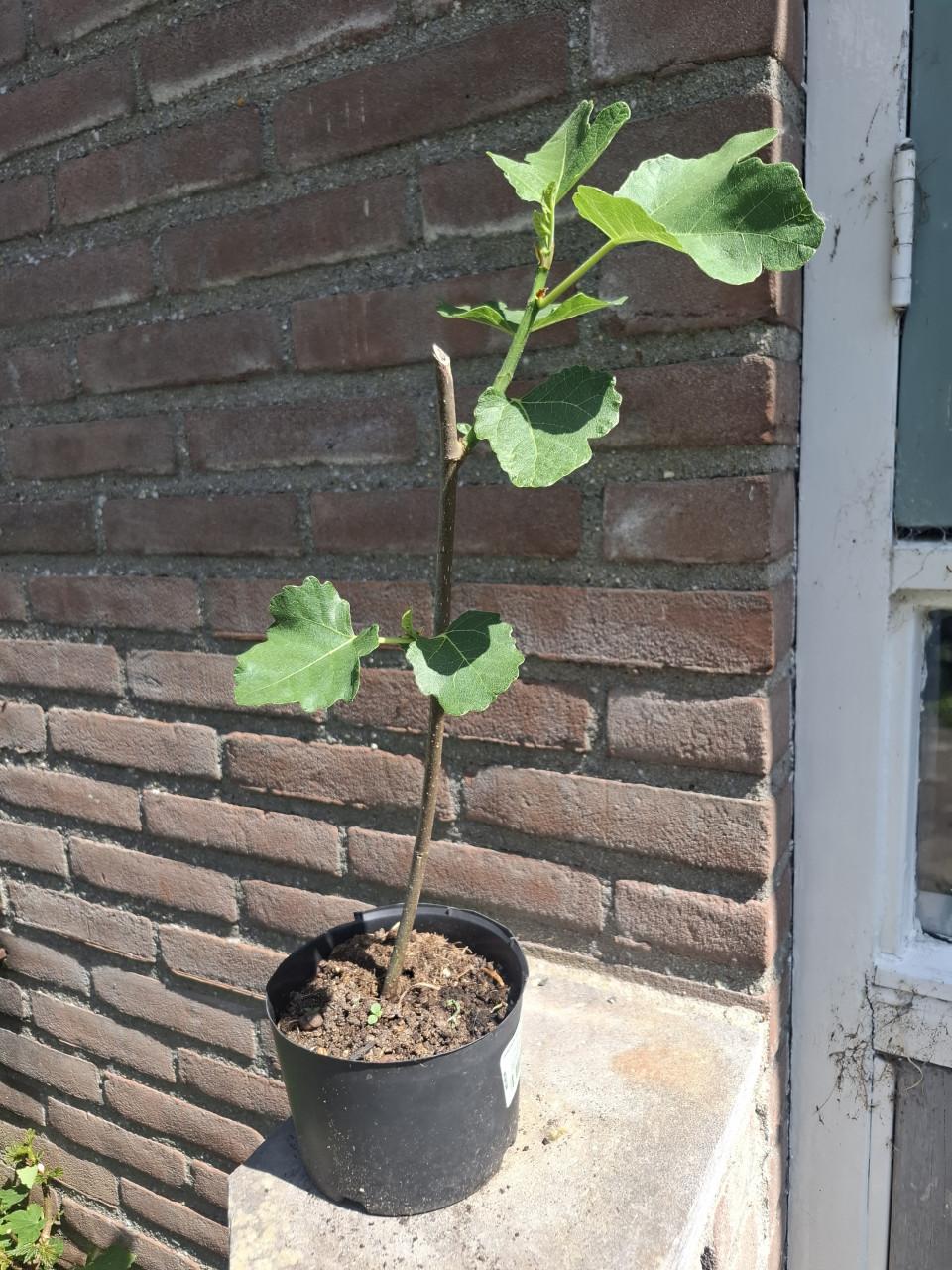Diverse Jonge Vijgenboompjes