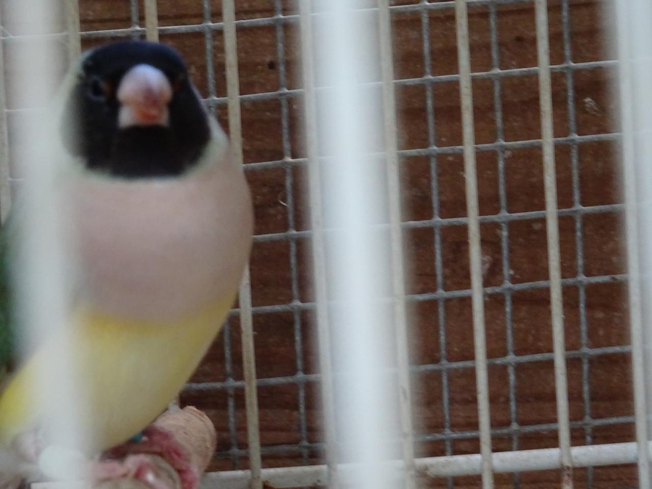 Te koop mooie broedrijpe Golds amadine onverwant  ook witborst .