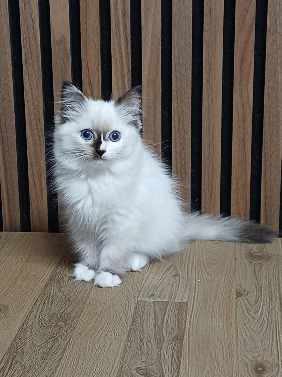 Prachtig Ragdoll poesje met stamboom mag verhuizen.