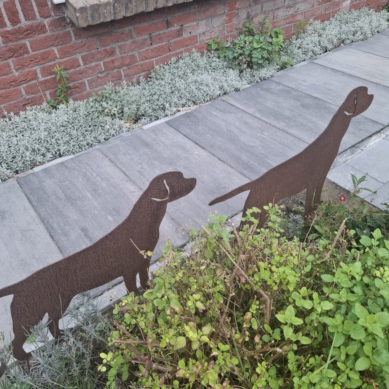 Labrador voor in de tuin