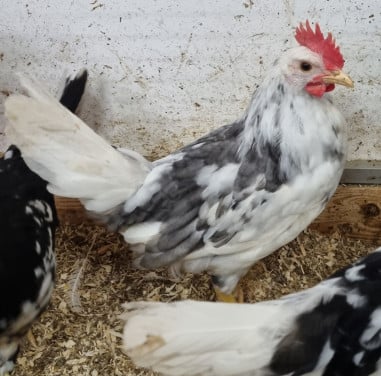 Bonte leghorns