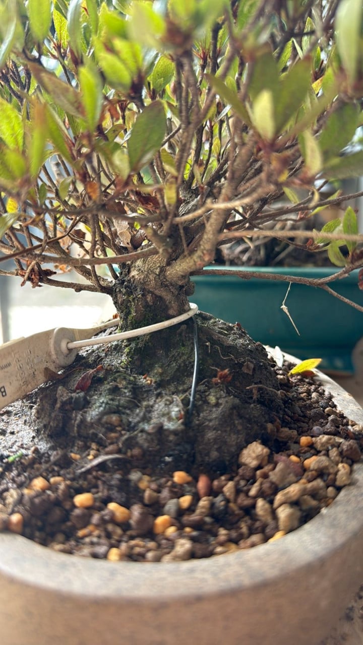 Bonsai boompje Azalea Hinomaru
