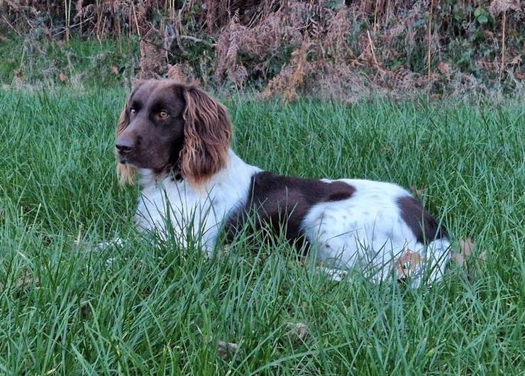 Heidewachtel teefjes