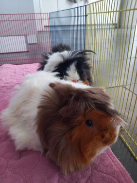 2 zeugjes zoeken een nieuw plekje het liefst met wat andere caafjes