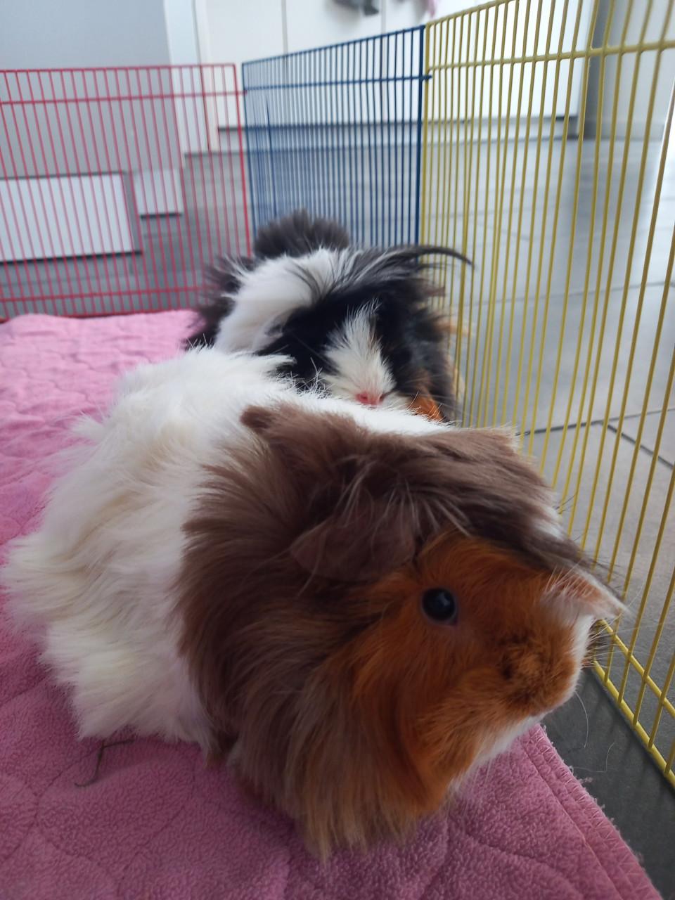 2 zeugjes zoeken een nieuw plekje het liefst met wat andere caafjes