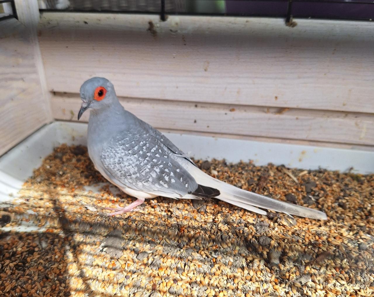 Koppeltje diamantduifjes