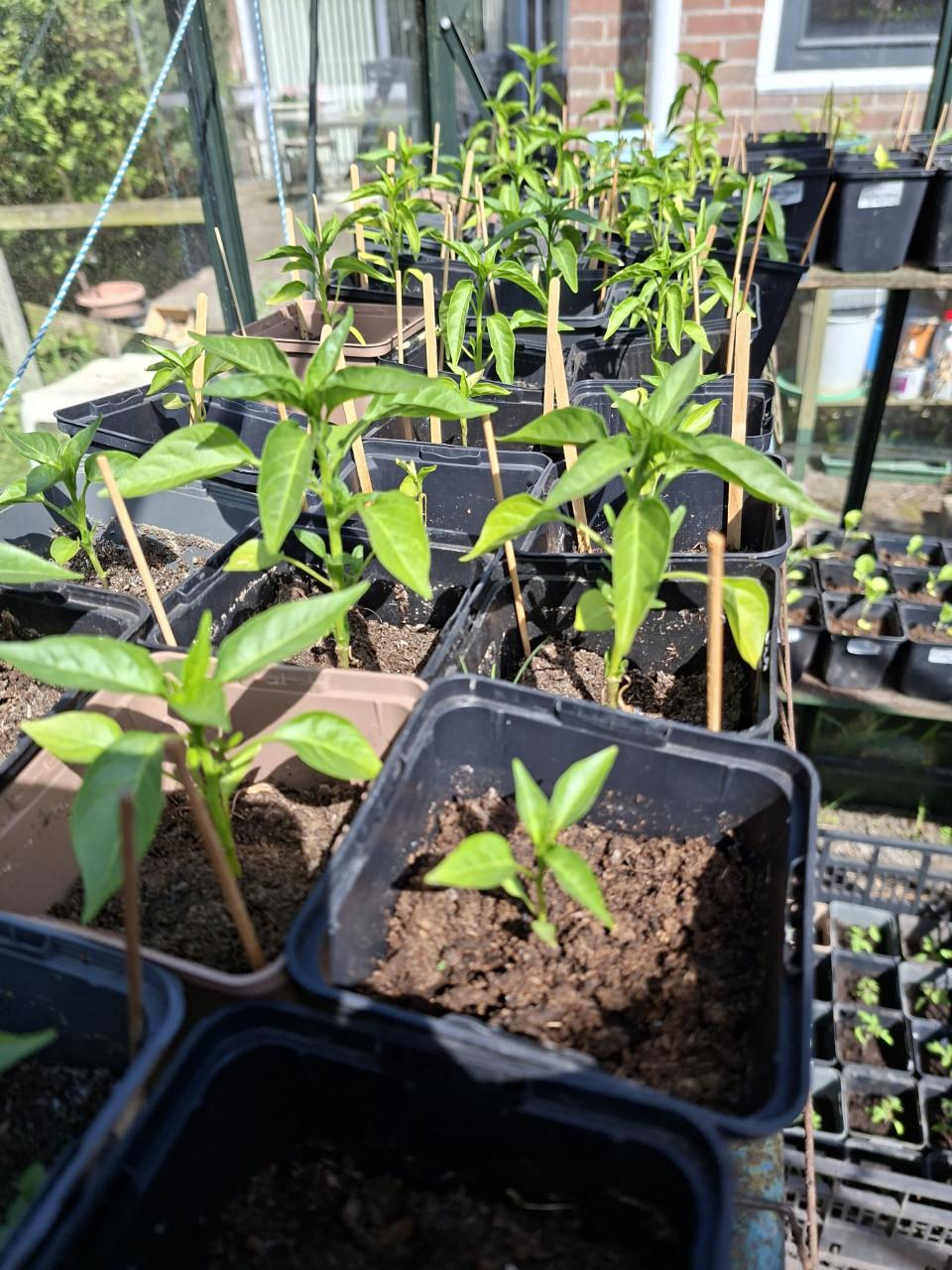 Moestuin plantjes