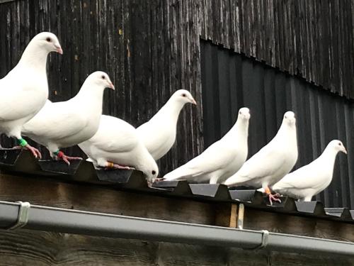 Witte postduivin pieper