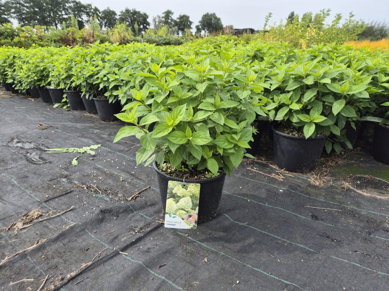 Pluimhortensia Limelight