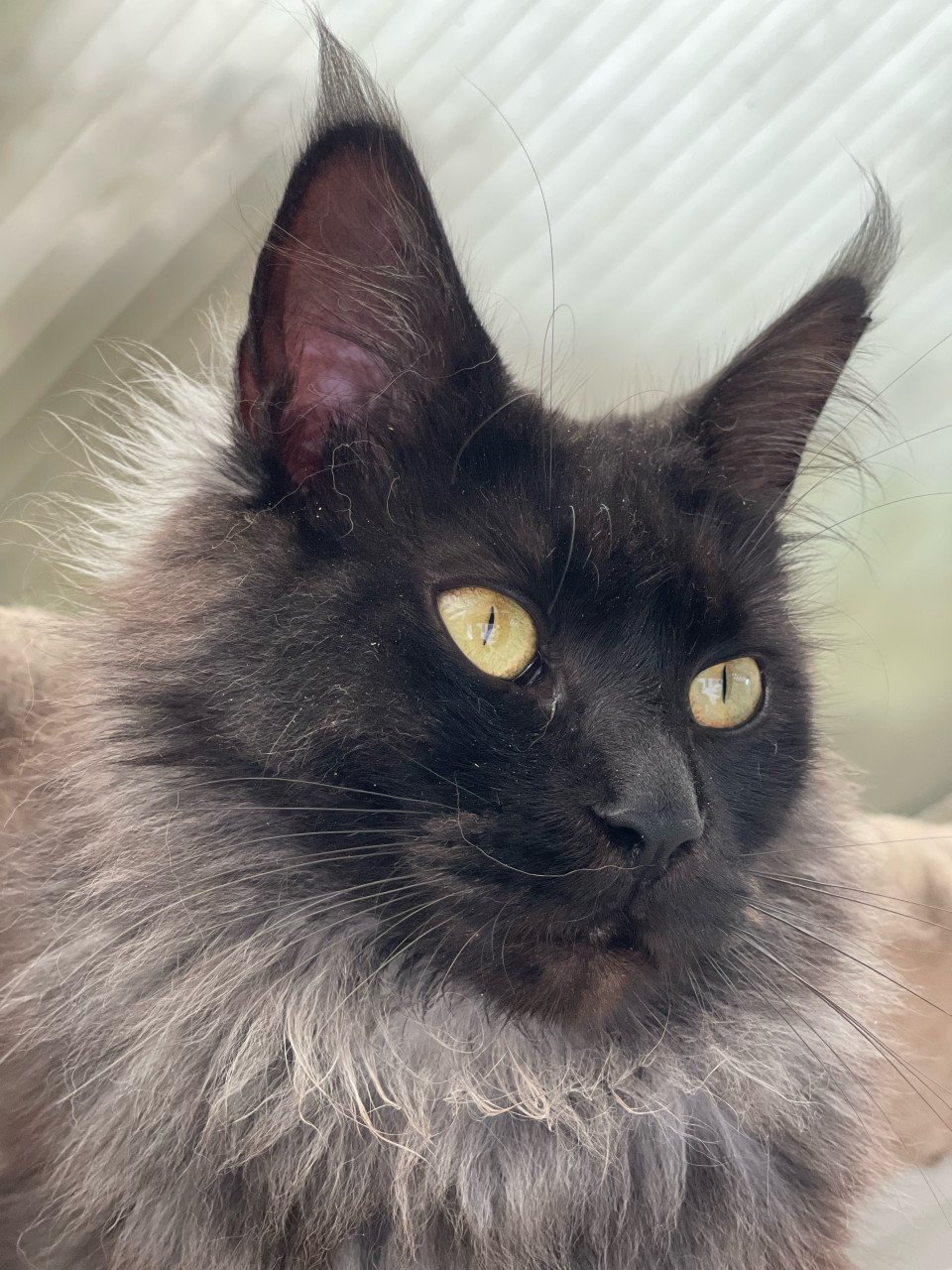 Maine Coon kitten