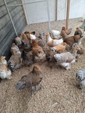 Brahma groot hennen, diverse kleuren