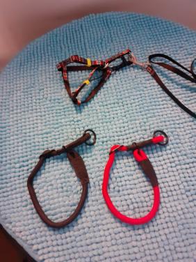 Hondentuigje en halsbanden