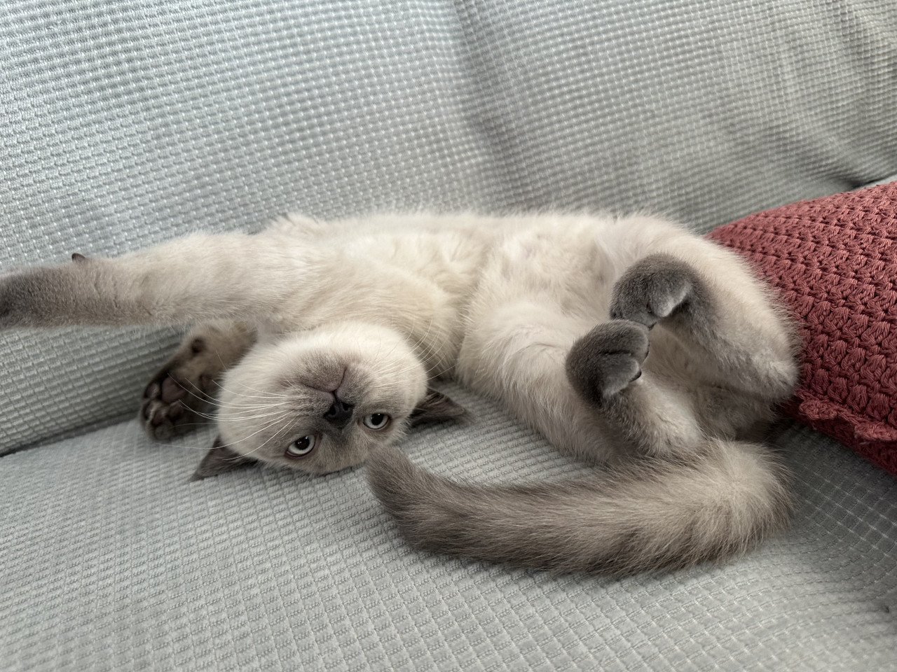 Lieve British Shorthair Colorpoint kitten zoekt een warm thuis