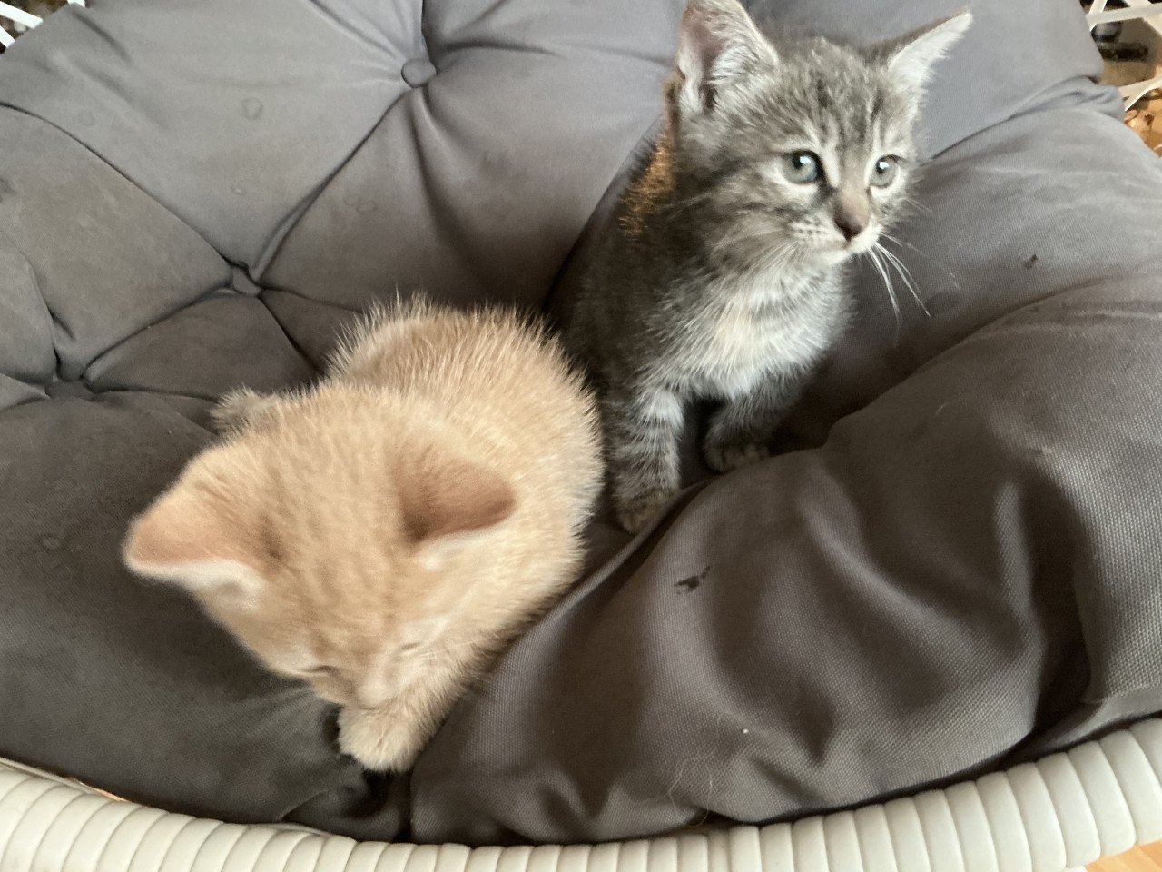 Kittens te koop