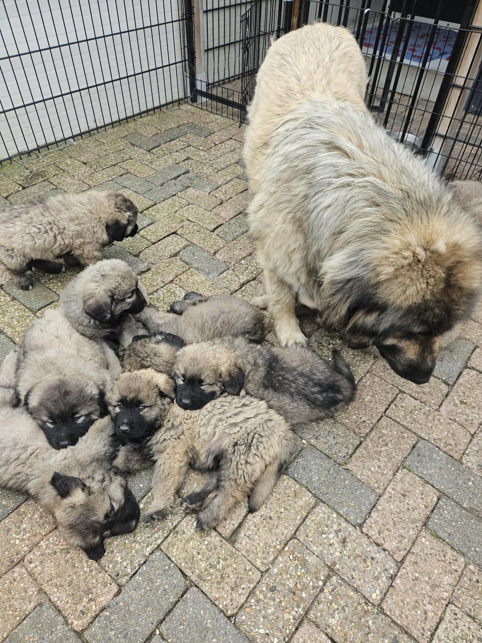 Kaukasische Owcharka / herder pups