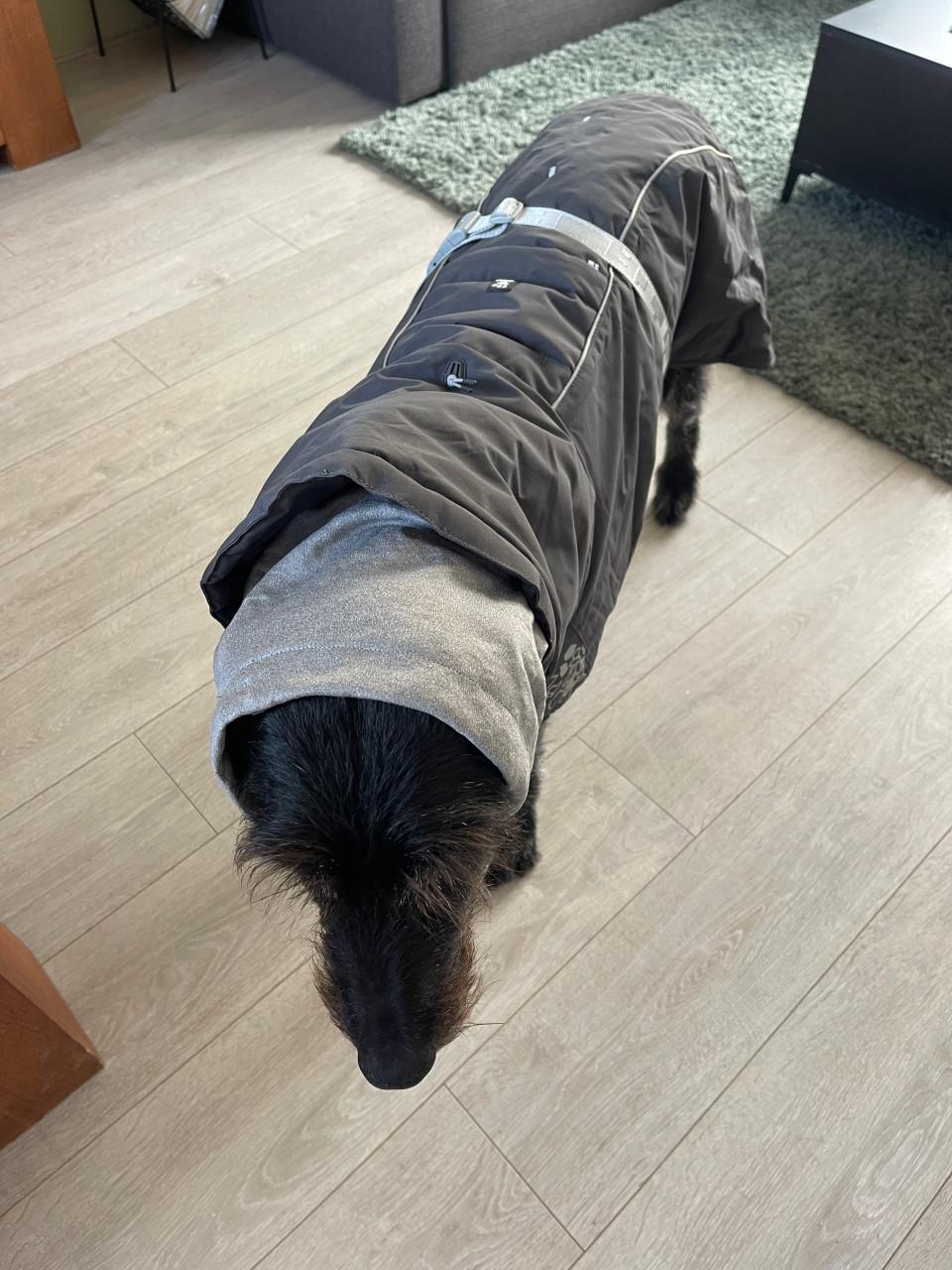 Hondenjas, schoentjes, halsband, licht, vachtverzorging, enz.