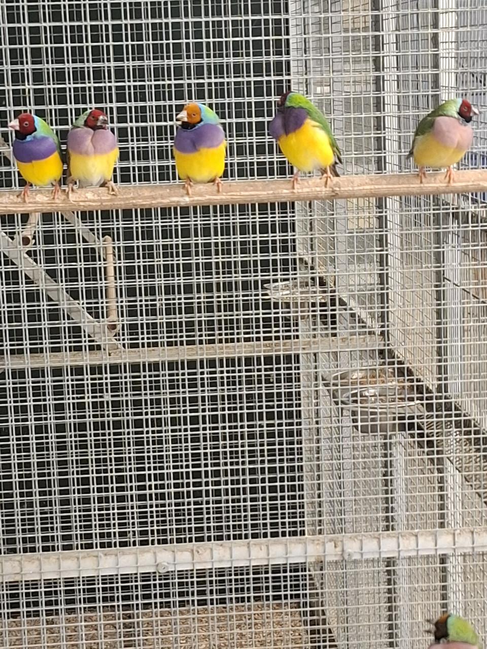 Gouldamadines op kleur