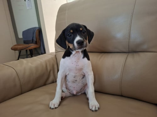 Boerenfox pup 8 weken oud reutje