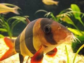 Vissen warm water