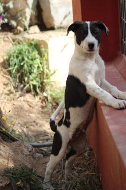 Alora Dog Rescue: Frankie, deze mooie pup zoekt een baasje