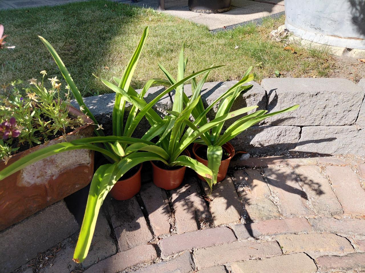 3 jonge planten van de Eucomis. Ananasplant of Kuiplelie.