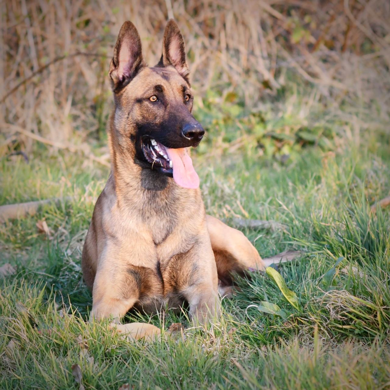 Aangeboden voor een superhuis: Prachtige Mechelse herder reu (4 jaar)