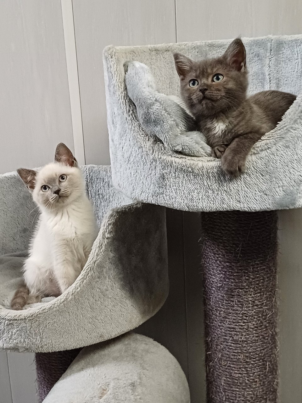Super leuke Brits Korthaar x Ragdoll kittens beschikbaar.