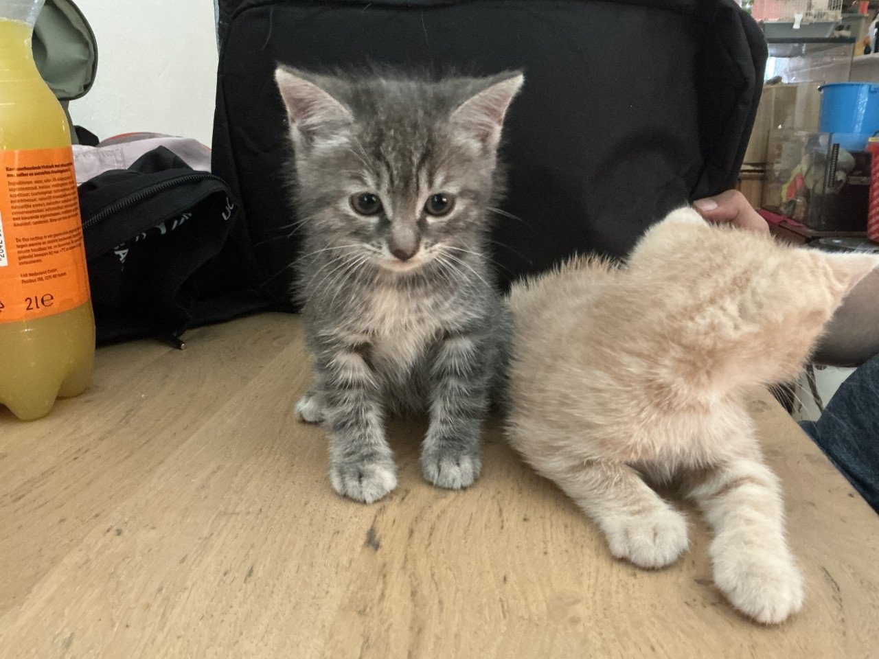 Kittens te koop