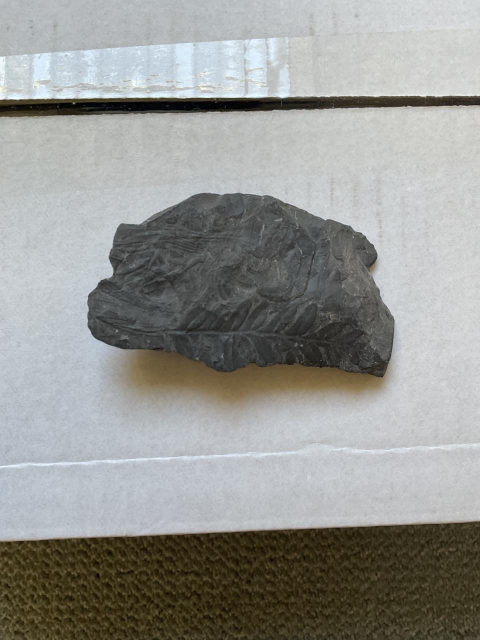 Prehistorische planten Fossiel