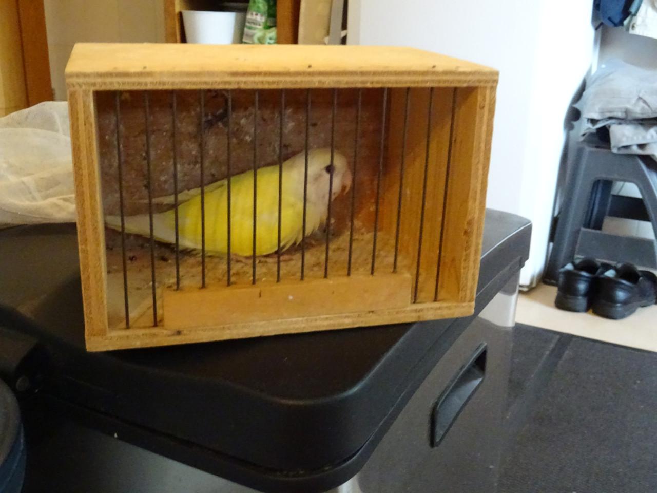 Te koop mooie VANNILE KLEUR Agapornis Broedrijpe Man wegens weg vallen Pop