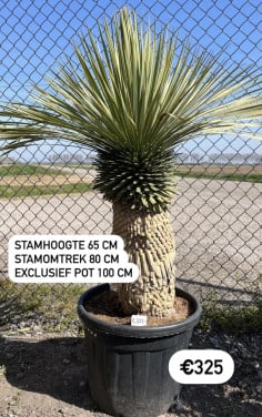 Yucca Rostrata