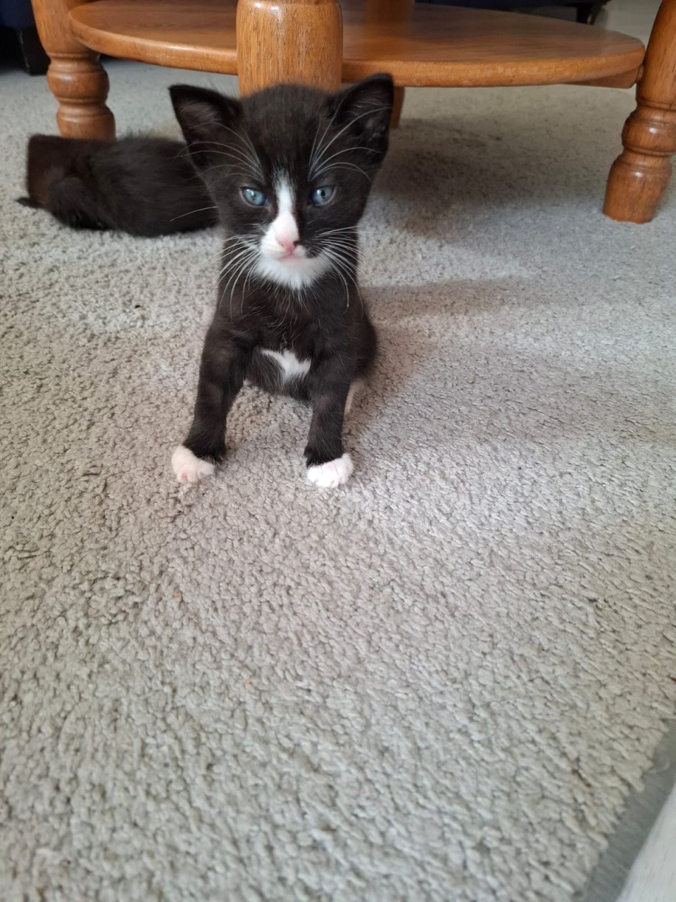 Kittens