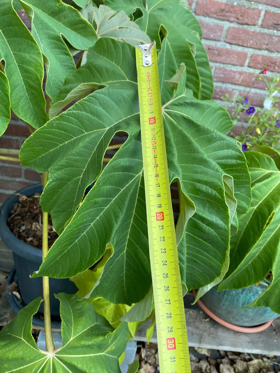Rijstpapier plant stamhoogte 30 cm.