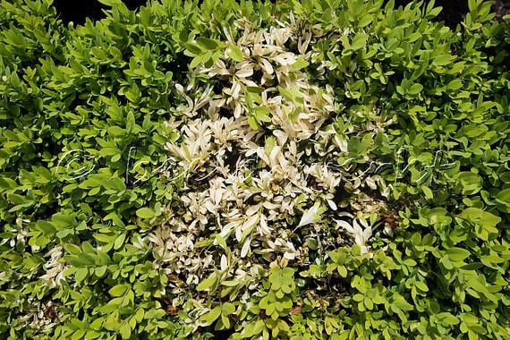 TopBuxus Health mix 40 tabletten meststof voor buxus