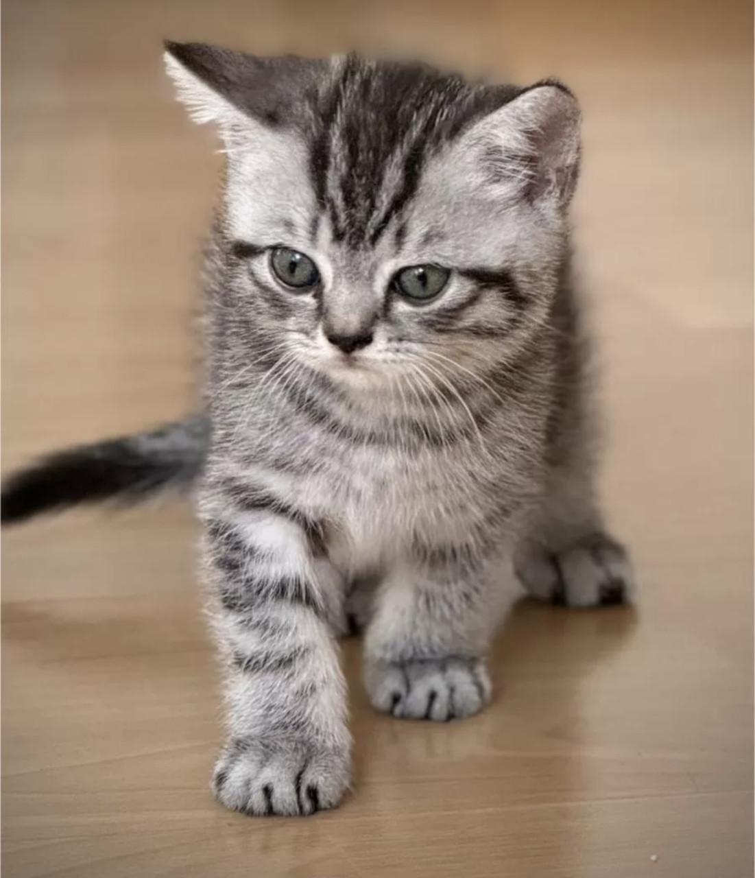Lieve mooie kittens