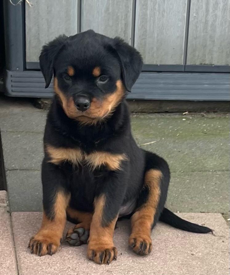 Rottweiler pups