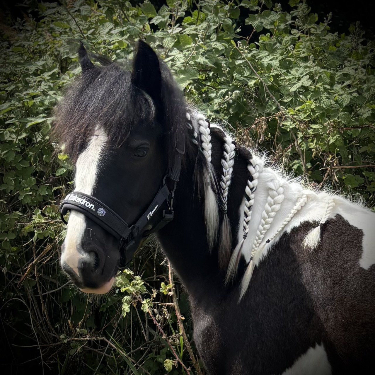 Super lieve Tinker merrie