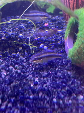 Kersenbuik Cichlide's