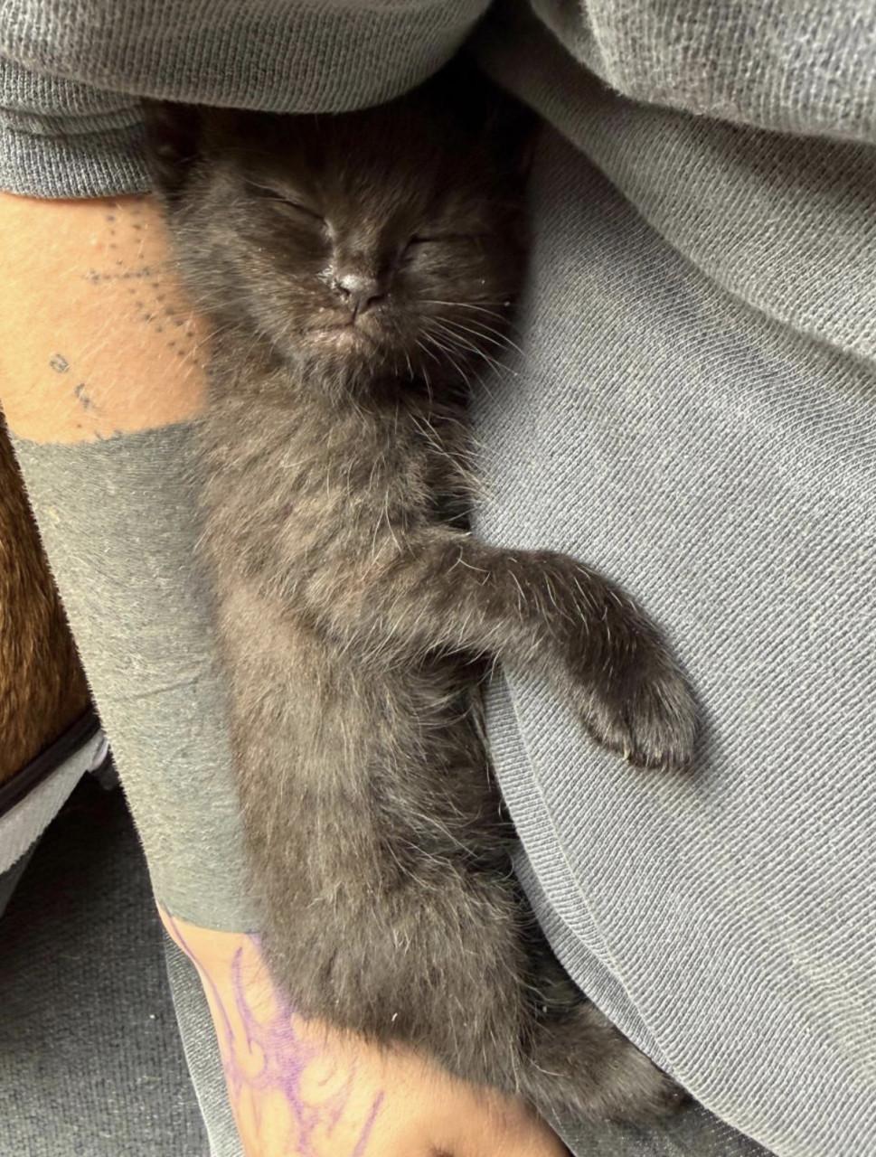 2 kittens