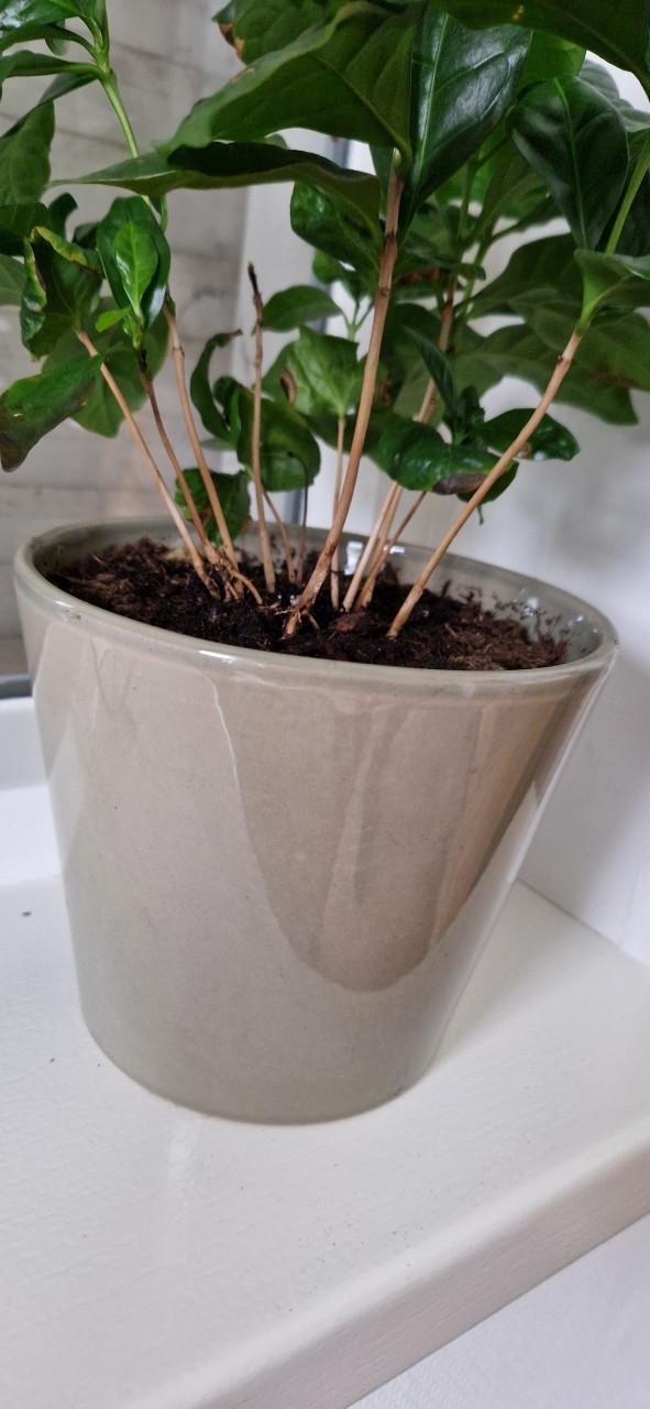 Plantje met pot
