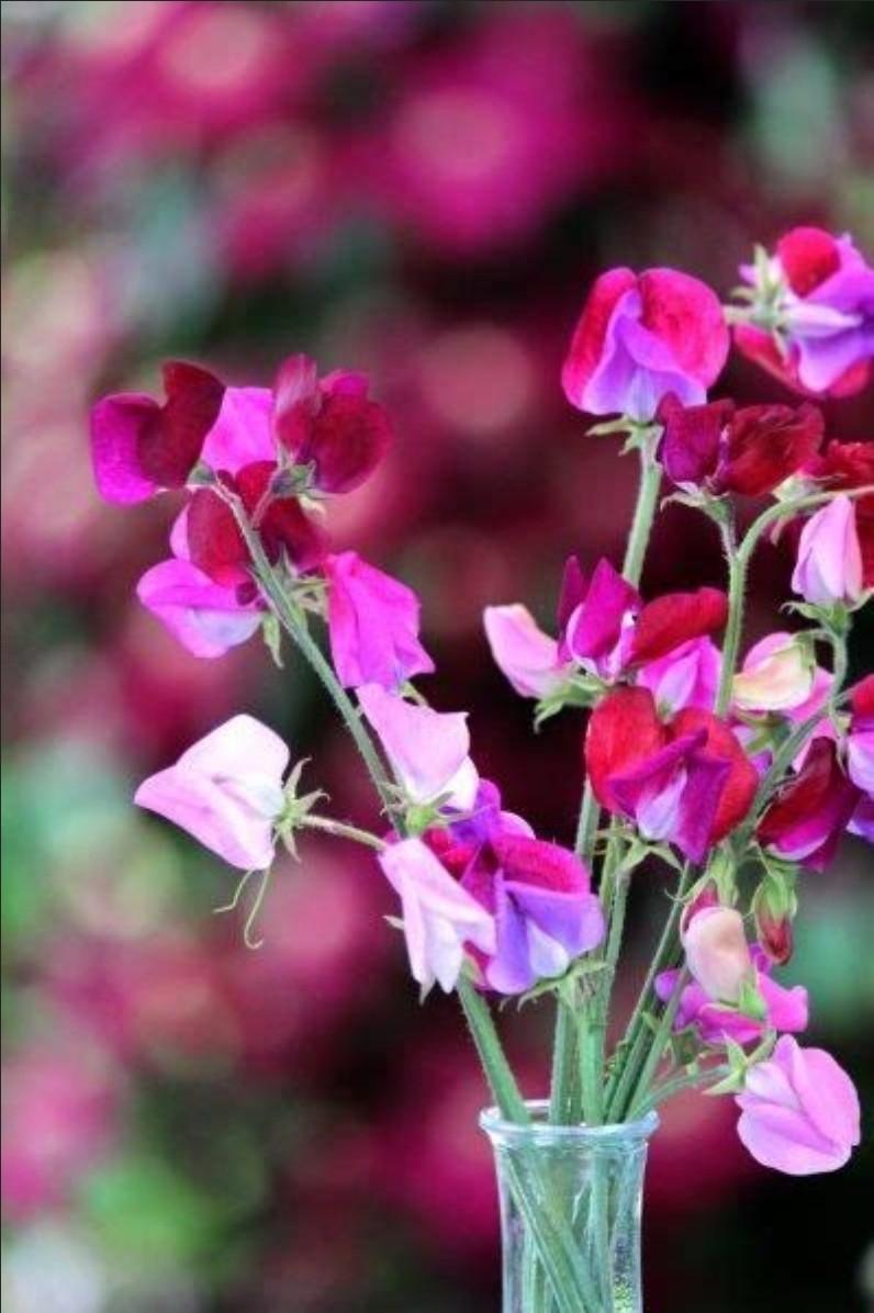 Gratis Lathyrus paars rose zaden