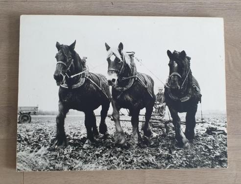 Vintage zwart/wit foto Zeeuwse Werkpaarden