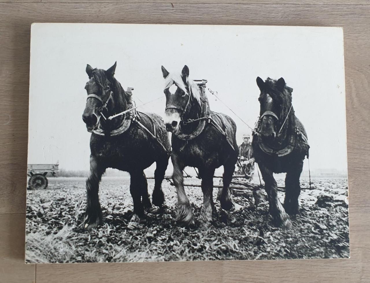 Vintage zwart/wit foto Zeeuwse Werkpaarden
