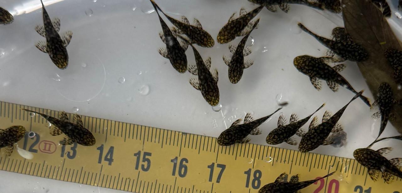 Wabenmuster L519 (Honeycomb)