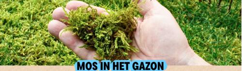 Mos in je Gazon?
